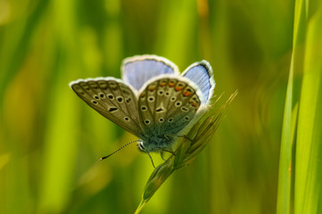 butterfly on flower
