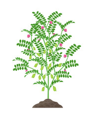 Fototapeta premium Chickpea plant vector illustration isolated on white background. Chickpea flowering and fruit-bearing plant with green pods and foliage growing in the soil botanical illustration in flat design.