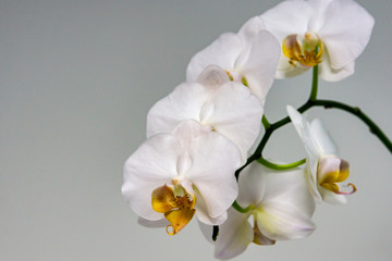 Luxurious branch of white orchid flower Phalaenopsis, known as the Moth Orchid or Phal on light gray background. Selective focus on foreground. Magical idea for any design.