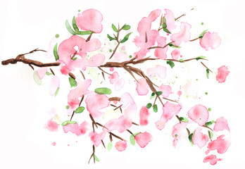 watercolor cherry branch in spring color