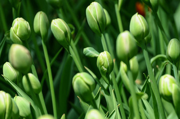 Obraz na płótnie Canvas white tulips in the garden
