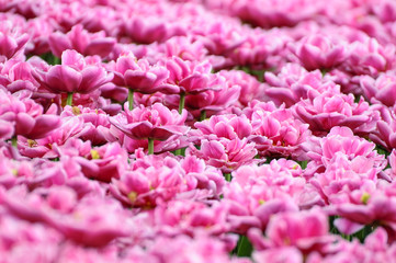 pink chrysanthemum flowers on green background