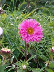 Fototapeta premium flowers in garden