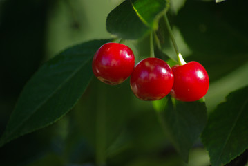 Wild Cherry