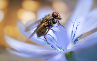 Beautiful fly on a flower
