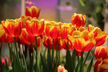 Fototapeta premium Colorful bright tulips blossom in early spring