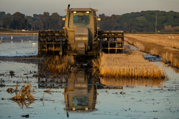 Harvester machine to harvest rice field working