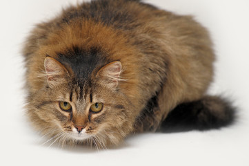 big beautiful fluffy brown cat on a white background