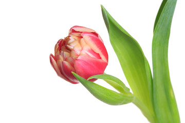 Terry pink tulip flower isolated on white background.