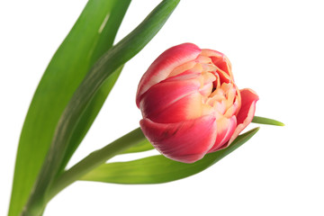 Terry pink tulip flower isolated on white background.
