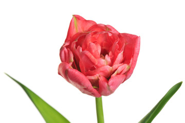 Terry coral tulip flower isolated on white background.