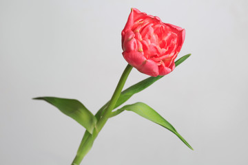 Terry coral tulip flower isolated on gray background.