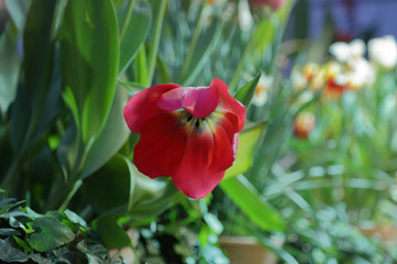 Obraz premium Colorful bright tulips blossom in early spring