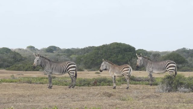 Wide shot of three mountain zebra