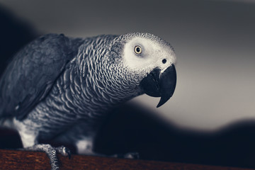 Close-up portrait of a gray parrot in grey.