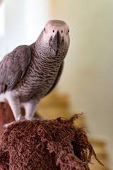 Close-up portrait of a gray parrot