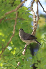 seychelles sunbird