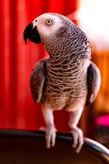 Close-up portrait of a gray parrot
