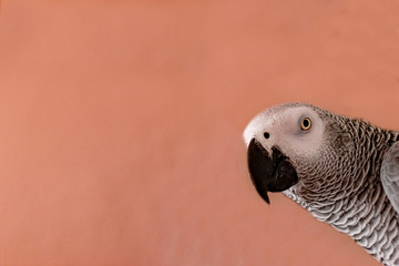 Close-up portrait of a gray parrot. Surprise conept.