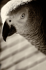 Close-up portrait of a gray parrot in black and white