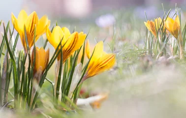 Stoff pro Meter Krokuswiese im Frühling © Anja Götz