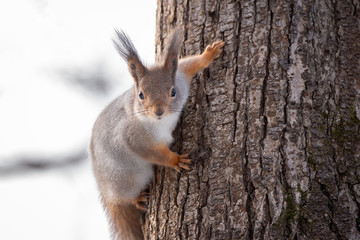 Naklejka na ściany i meble Squirrel tree in winter
