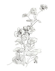 Nasturtium drawn in ink. Botanical and graphic illustration on white background. Design for poster, textile. postcard, social media, web.