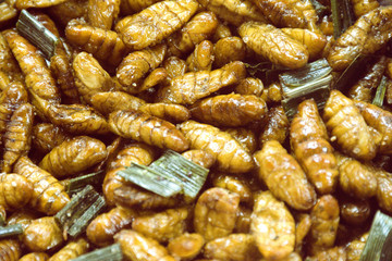 Fried insects, Bugs fried on Street food in Thailand