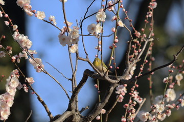 梅の花とメジロです