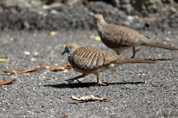 zebra dove