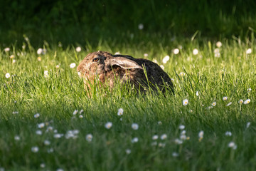 cute rabbit (jackrabbit/hare) sitting in grass surrounded by daisy flowers in sunlight