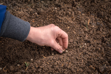 Farmer's hand planting seeds in soil - gardening concept