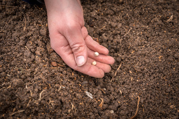 Farmer's hand planting seeds in soil - gardening concept