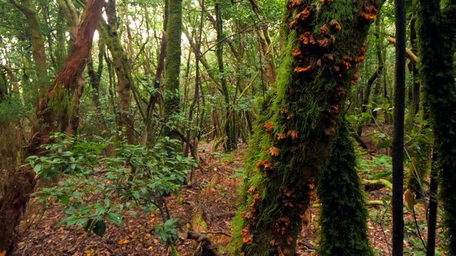 Magic view of the laurisilva woods (Rainforest) at Pico del Inglés, Anaga (Tenerife). HD cropped edit