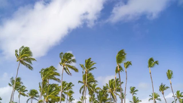 Timelapse of clouds in a blue sky over palm trees in dominican republic at sunny day