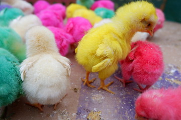 colorful chicks in cardboard