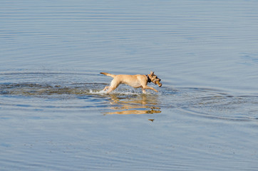 Red dog playing in the blue water. Shepherd dog Malinois running through the water