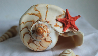 sea shell
