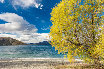 New Zealand landscape, Lake Wanaka, Glendhu Bay