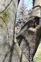 trunk of a tree and background
