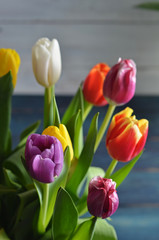 Colorful tulips on blue-white wooden background