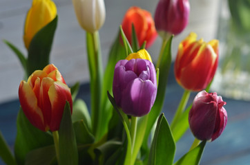 Fototapeta premium Bouquet of colorful tulips on a blue-white background