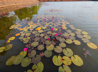 Water lilies at Angkor Wat Temple, Cambodia