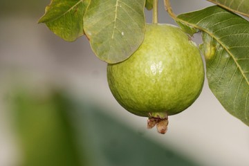 green pears on tree