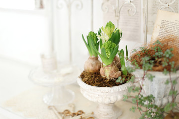 インテリアとインドア植物と緑のある暮らし