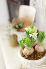 インテリアとインドア植物と緑のある暮らし