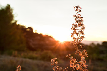 Natural plant in sunset