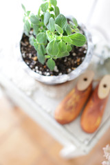 インテリアとインドア植物と緑のある暮らし