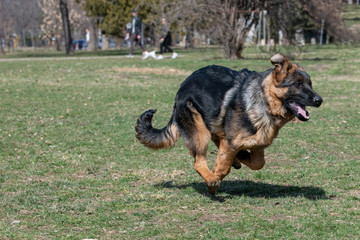 German Shepherd Running Through the Grass Outdoors
