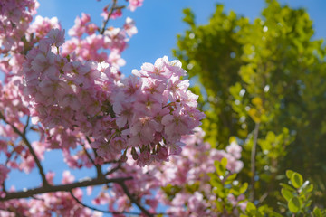 河津桜と青空